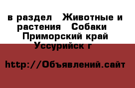  в раздел : Животные и растения » Собаки . Приморский край,Уссурийск г.